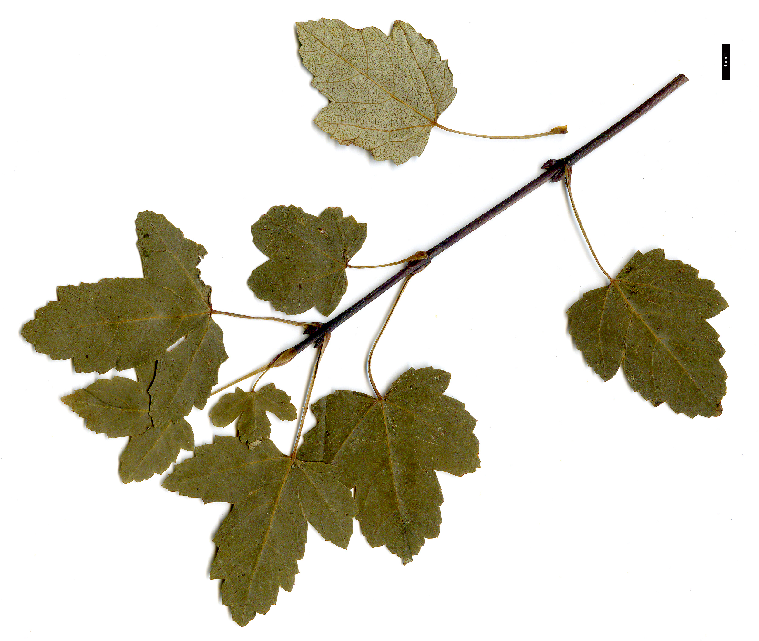 High resolution image: Family: Sapindaceae - Genus: Acer - Taxon: glabrum - SpeciesSub: subsp. glabrum